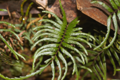 Lindsaea dubia image