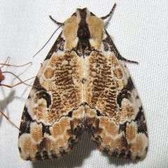 Stibaera thyatiroides