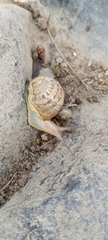 Cornu aspersum