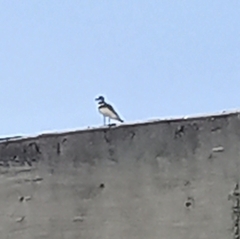 Charadrius vociferus