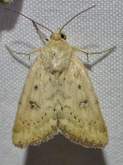 Heliocheilus paradoxus
