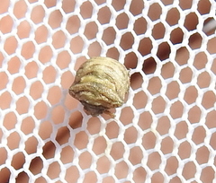 Vilpianus galii