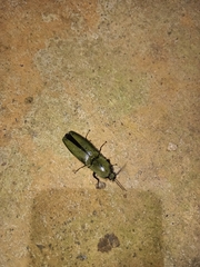 Orthostethus infuscatus