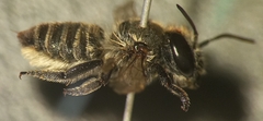 Megachile argentata