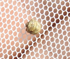 Vilpianus galii