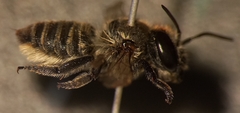 Megachile argentata