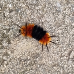 Turuptiana