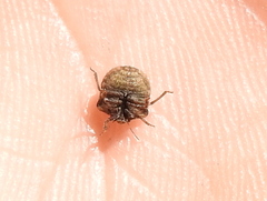 Vilpianus galii