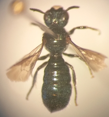 Ceratina cyanea