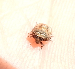 Vilpianus galii