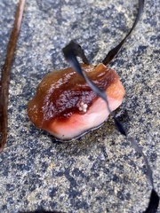 Cnemidocarpa
