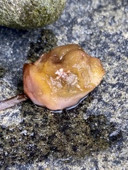 Cnemidocarpa