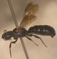 Ceratina cyanea
