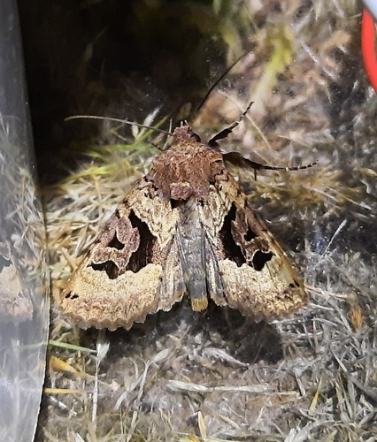 Euplexia dubiosa