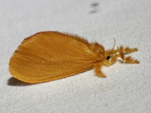 Dalcerides ingenita photo 5