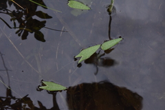Sagittaria cuneata
