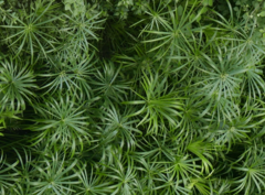 Cyperus alternifolius