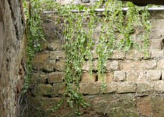 Capparis orientalis