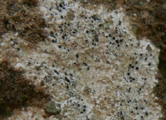 Lecanoromycetes