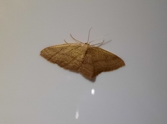 Cyclophora maderensis