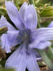 Cichorium intybus