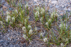 Carex douglasii