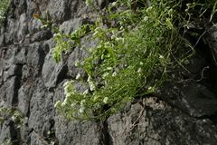Lobularia maritima