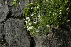 Lobularia maritima