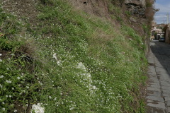 Lobularia maritima