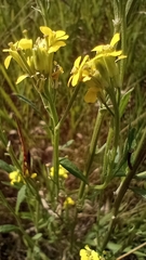 Erysimum inconspicuum