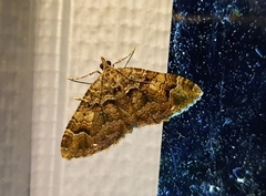Xanthorhoe rupicola