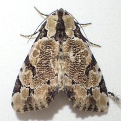 Stibaera thyatiroides