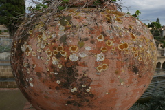 Variospora