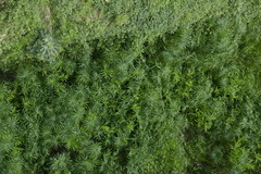 Cyperus alternifolius