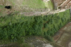 Cyperus alternifolius