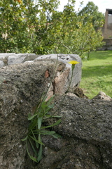 Reichardia picroides