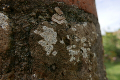 Lecanoromycetes