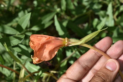 Oenothera organensis