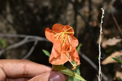 Oenothera organensis