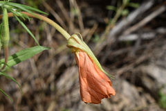 Oenothera organensis