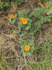 Kallstroemia grandiflora