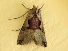 Autographa ampla