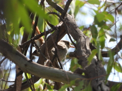 Catharus aurantiirostris