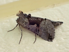 Autographa ampla