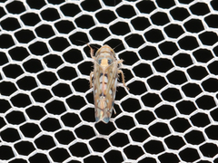 Scaphoideus opalinus