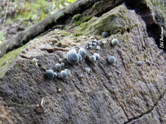 Mycena cyanocephala