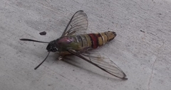 Cephonodes hylas