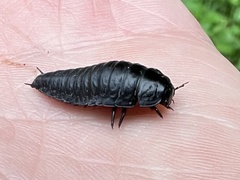 Necrophila americana