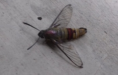 Cephonodes hylas
