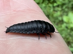 Necrophila americana